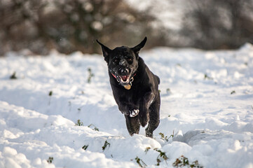 winter landscape and dog playing