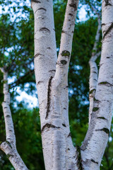 Fototapeta premium ÁRBOL CORTEZA BLANCA Y VERDE PRIMAVERA