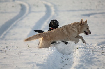 winter landscape and dog playing
