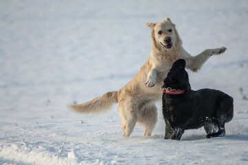 winter landscape and dog playing