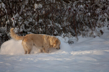 winter landscape and dog playing