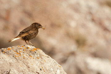 collalba negra alimentándose con fondo desenfocado