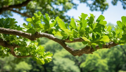 Fototapeta premium Glorious sunlit oak tree leaves in a captivating natural landscape bathed in golden sunlight