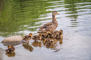 A family of ducks, a duck and its little ducklings are swimming in the water. The duck takes care of its newborn ducklings. Mallard, lat. Anas platyrhynchos