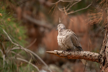 Eurasian collared dove (Streptopelia decaocto) standing on a branch in the forest.