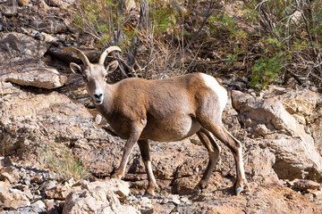 Bighorn Sheep in Northern Arizona. Located near Lake Mead, Hoover Dam on the Arizona Nevada border.