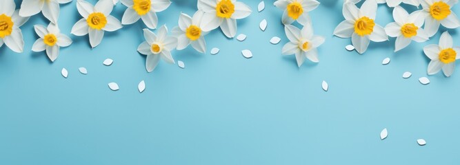 daffodil flowers on blue stone,