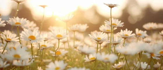 Rolgordijnen daisies in bloom at sunset © olegganko