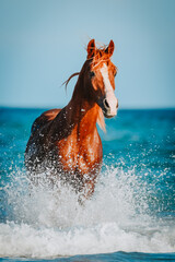 A chestnut Berber stallion jumping over waves in the sea of Djerba, Tunesia