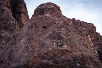 Bighorn Sheep in Northern Arizona. Located near Lake Mead, Hoover Dam on the Arizona Nevada border.