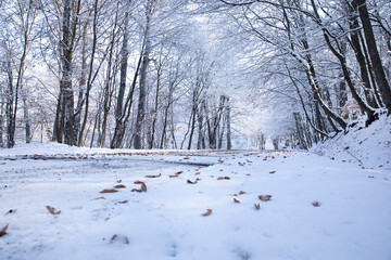 beautiful winter landscape in the forest,Armenia