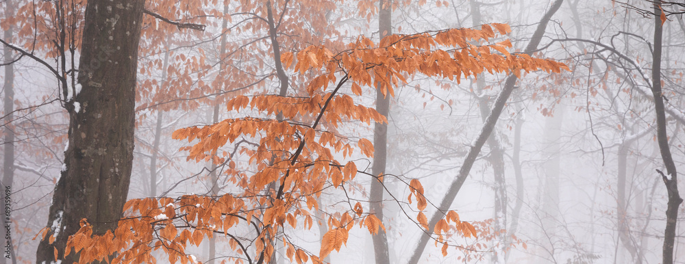 Canvas Prints beautiful winter landscape in the forest,Armenia