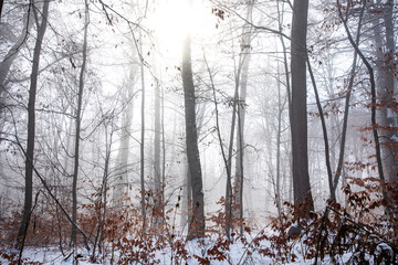 beautiful winter landscape in the forest,Armenia