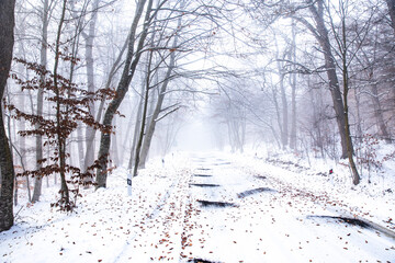 beautiful winter landscape in the forest,Armenia