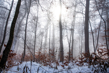 beautiful winter landscape in the forest,Armenia