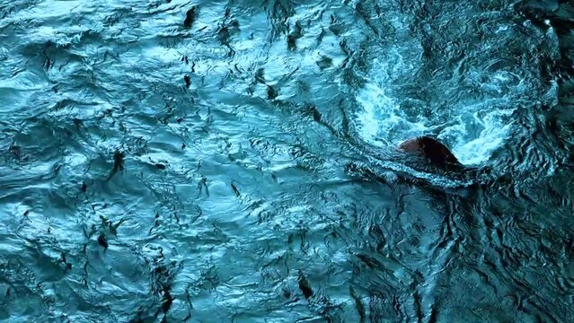 Blue water flow in a jungle obstructed ba a stone