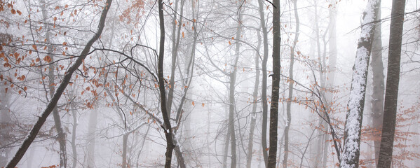 beautiful winter landscape in the forest,Armenia