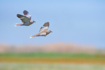 Eurasian collared dove(Streptopelia decaocto) in flight with sky and vegetation in the background.