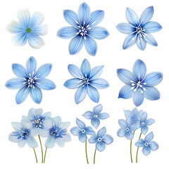Blue scilla flowers Scilla set - obrazy, fototapety, plakaty