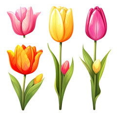 Fototapeta premium Colorful tulips set on white,
