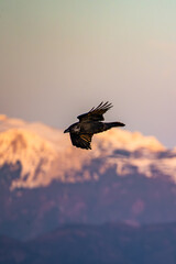 Sonnenaufgang - Krähe - Hochlantsch - Almenland - Stiermark 