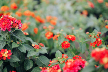 Selective Focus of Colorful Blooming Lantana Camara Natural Textured Background