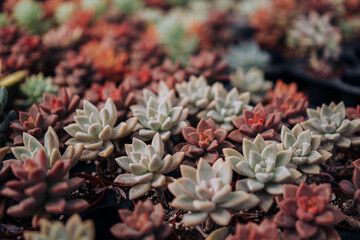 Assorted Succulents Natural Background