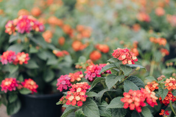 Colorful Blooming Lantana Camara Natural Textured Background