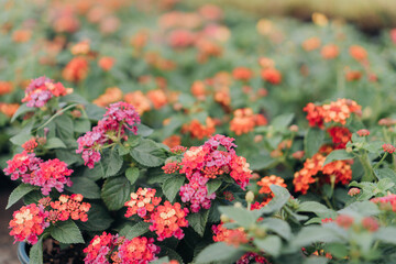 Colorful Blooming Lantana Camara Natural Textured Background