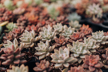 Textured Background of Assorted Potted Succulents For Sale at Nursery