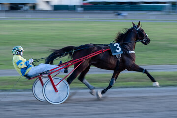 Racing horses trots and rider on a track of stadium. Competitions for trotting horse racing. Horses...