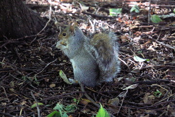 A view of a Grey Squirrel in a London Park