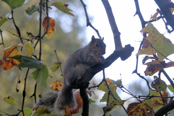 A view of a Grey Squirrel in a London Park