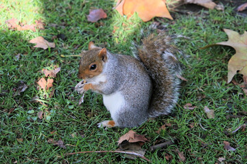 A view of a Grey Squirrel in a London Park