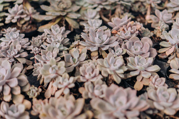 Pastel Colored Succulent Plants on Nursery Pots Ready to be Sold