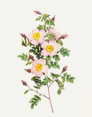 Rose Flower illustration (Rosa Pimpinelli-folia) - obrazy, fototapety, plakaty