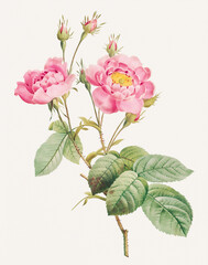 Rose Flower illustration (Rosa Centifolia Anemonoides)