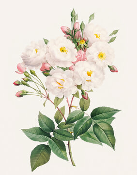 Rose Flower illustration (Rosa Noisettiana)