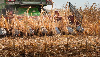 Combine harvester working in a corn field