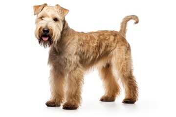 Soft Coated Wheaten Terrier cute dog isolated on background