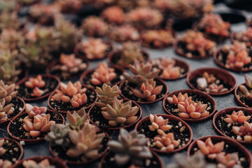 Assorted Potted Succulents For Sale At Plant Nursery