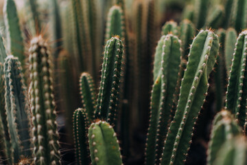 Green Prickly Cacti Closeup Soft Nature Background