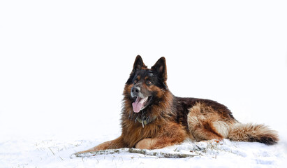 A purebred shepherd lies on the snow with a transition to a white background. Stick out your tongue and open your mouth on the street
