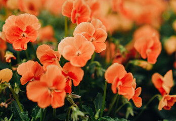 Bright Orange Pansy Flowers Natural Background