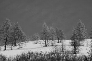 Coniferous trees in autumn-winter. Ecological tourism by nature. Black and White photography