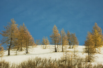 Fototapeta premium Coniferous trees in autumn-winter. Ecological tourism by nature. 