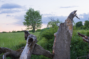 Broken Tree on a meadow