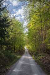 road in the forest
