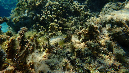 Naklejka na ściany i meble Five-spotted wrasse (Symphodus roissali) undersea, Aegean Sea, Greece, Halkidiki