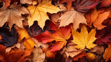 autumn leaves lying on the floor, nature photography, high quality, copy space, 16:9